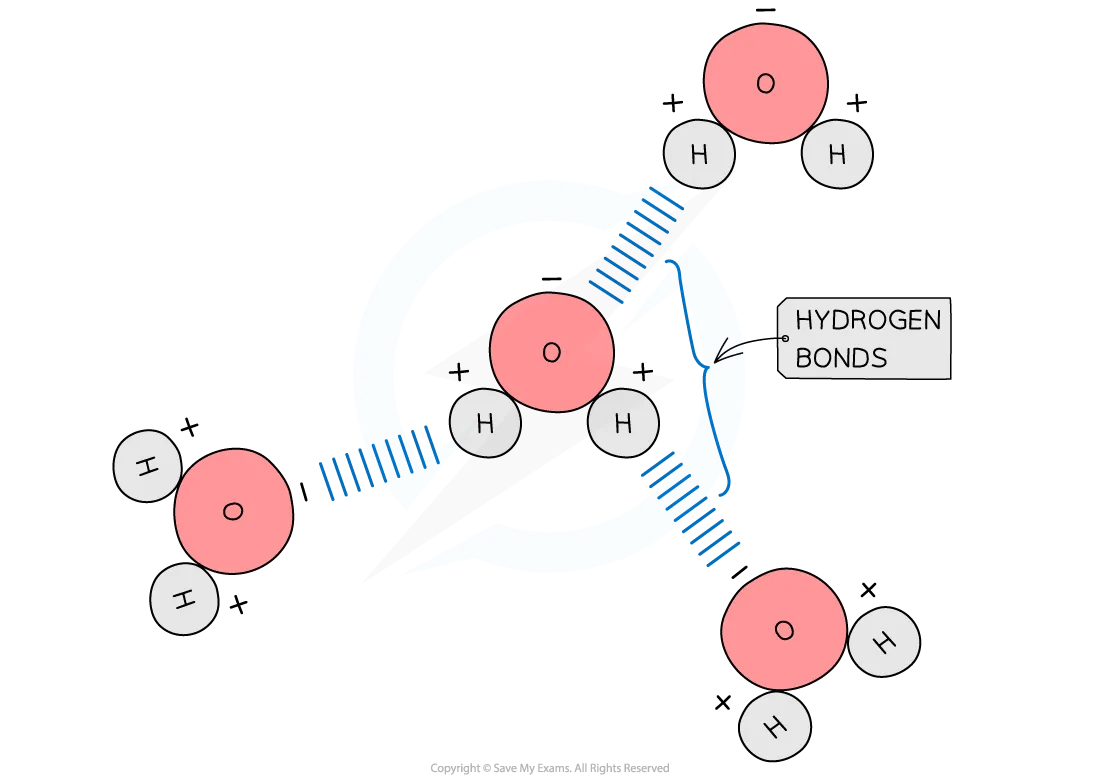 Hydrogen bonds between water molecules diagram