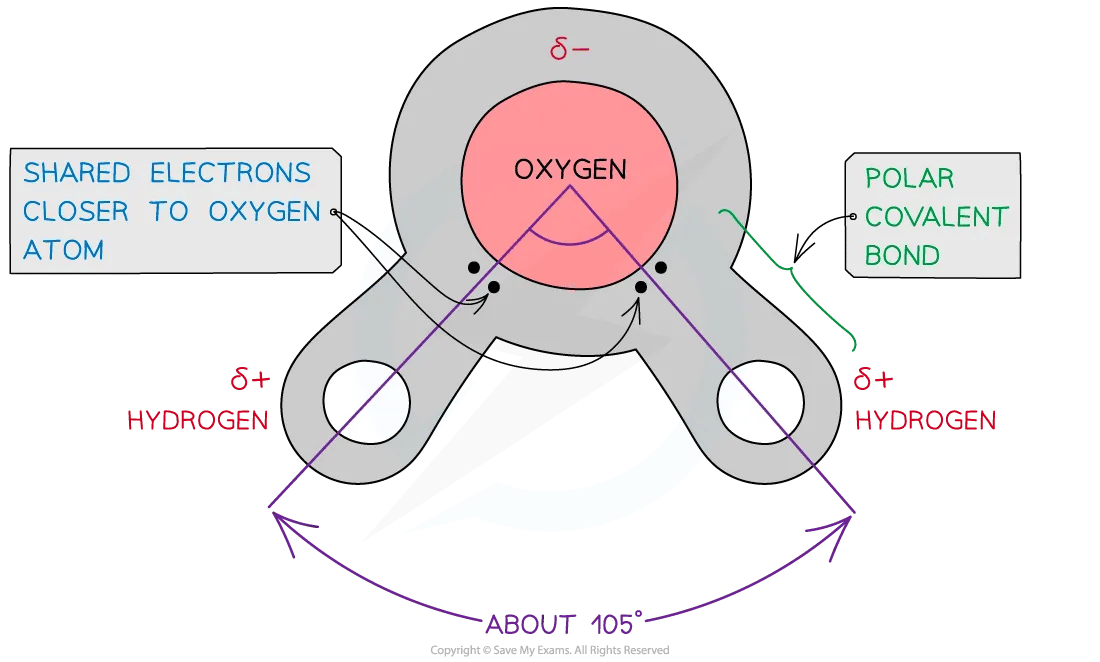 Hydrogen bonds in a water molecule