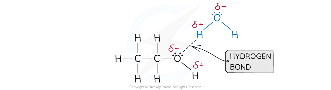 hydrogen bonds between ethanol and water