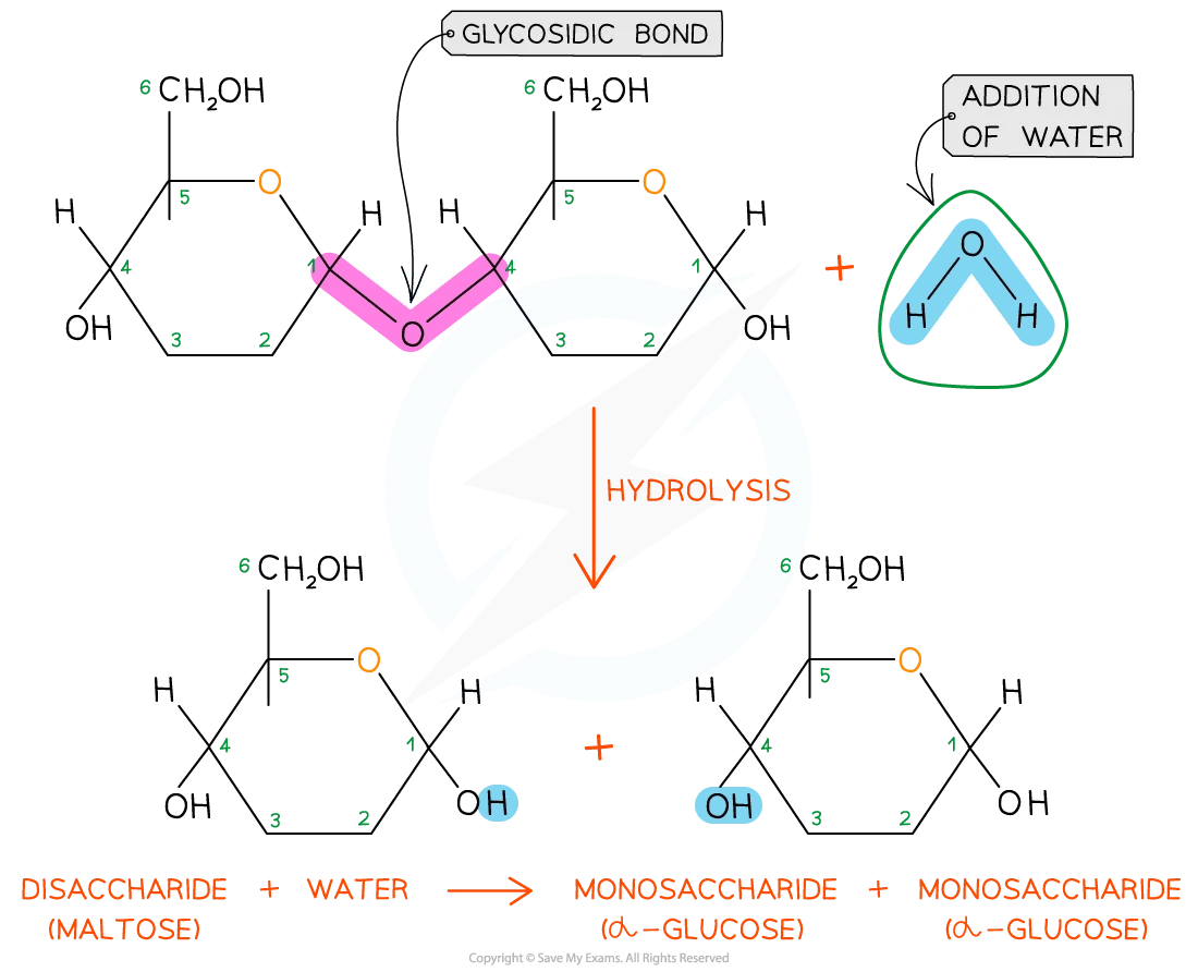 Hydrolysis of a disaccharide