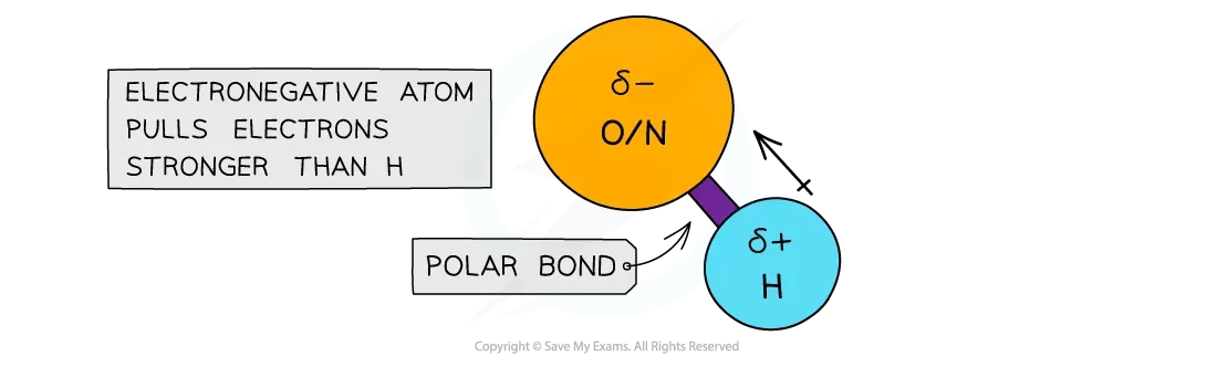 Polarisation in the H-N/O/F bond