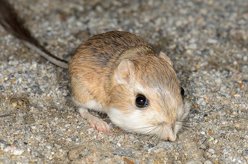 kangaroo-rat-photo