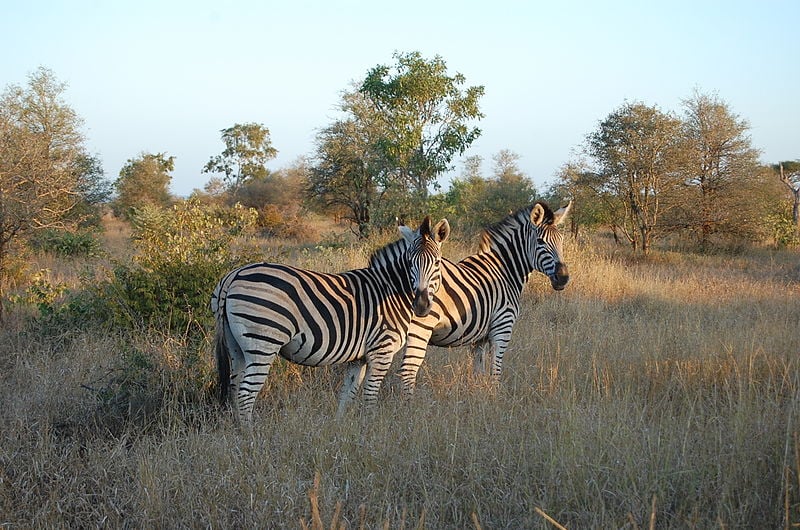 Zebras in Kruger national park, South Africa