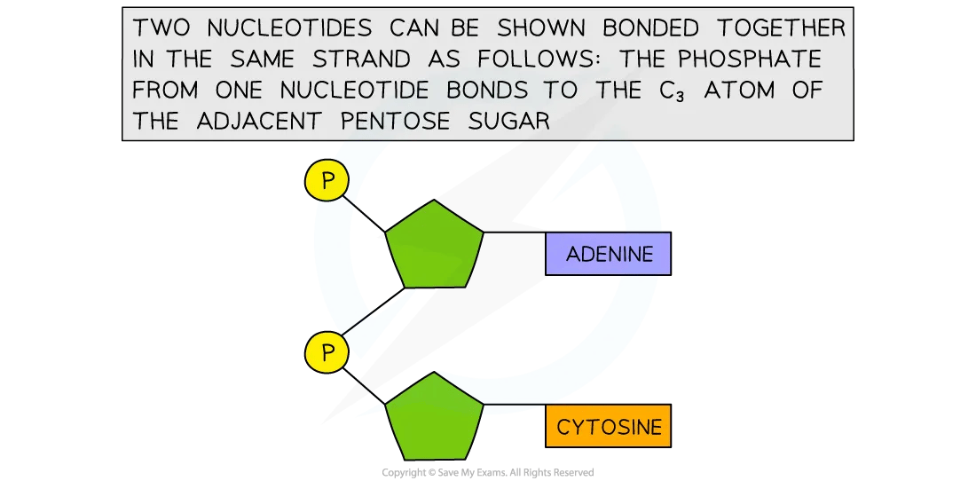 Linking nucleotides together diagram