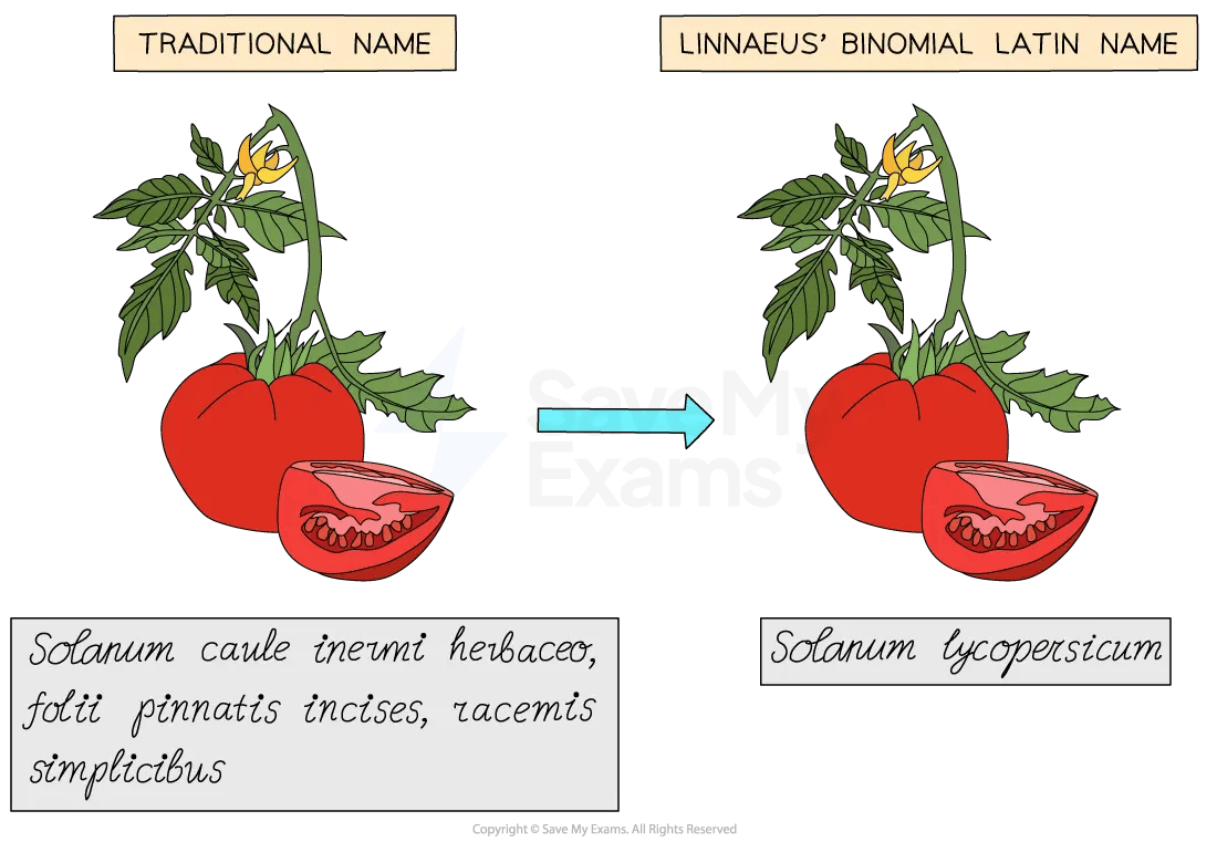 The old Latin name changing to the binomial Latin name