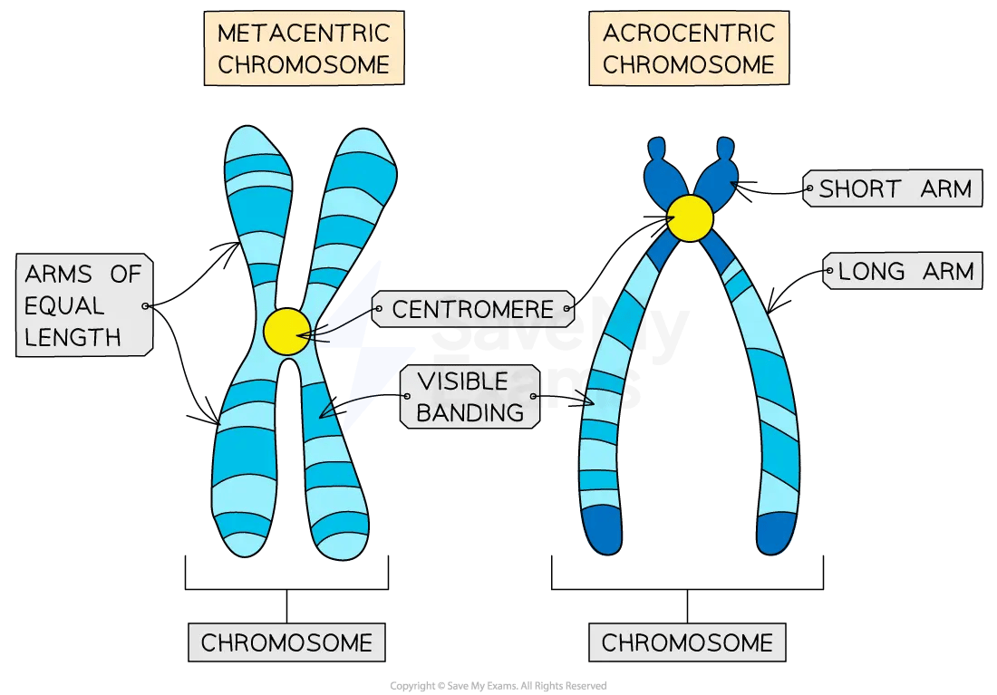 A metacentric and an acrocentric chromosome