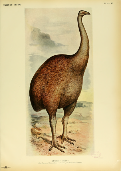 north island giant moa artwork