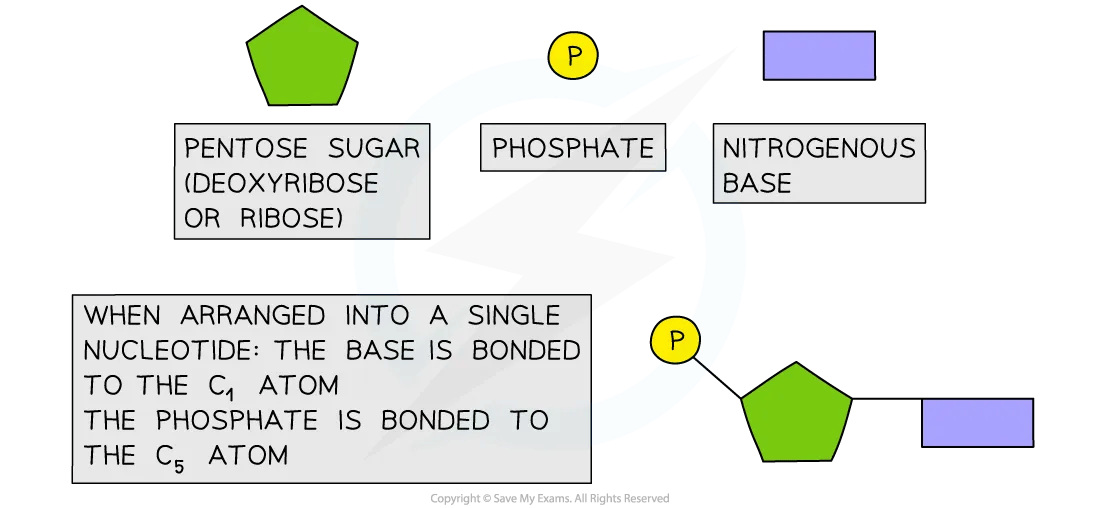 Nucleotide components diagram