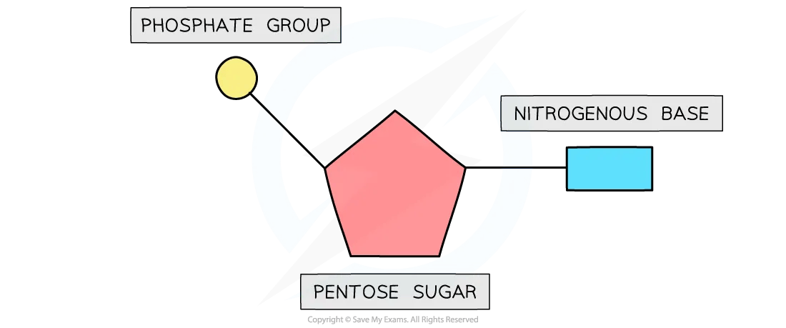 Nucleotide structure diagram