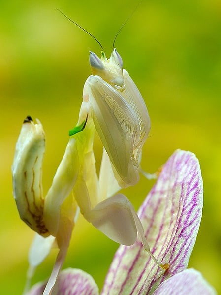 orchid-mantis-photo