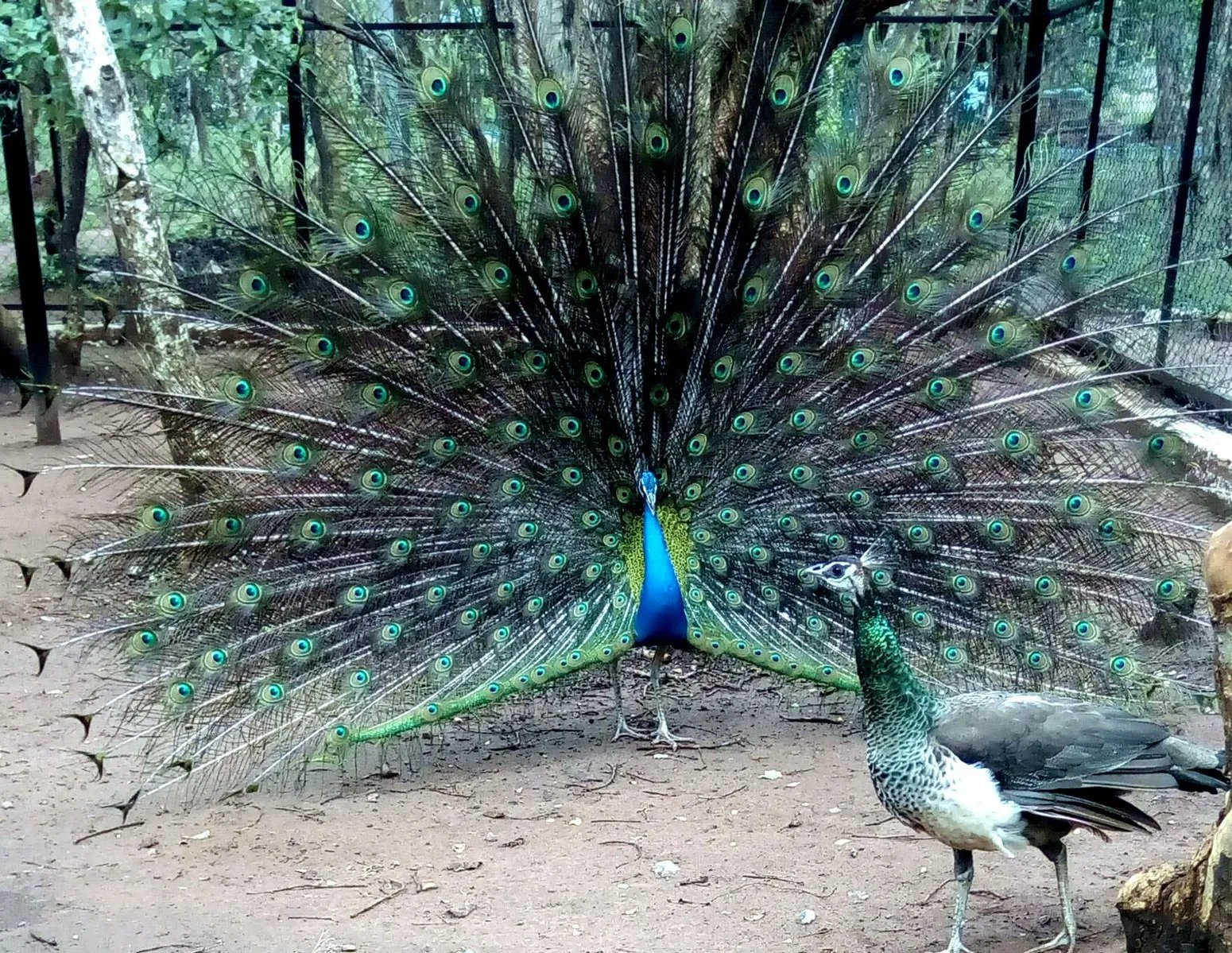 peacock-with-peahen