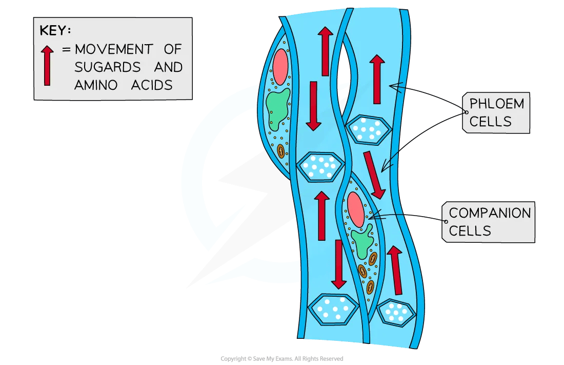 phloem-sieve-tubes-diagram