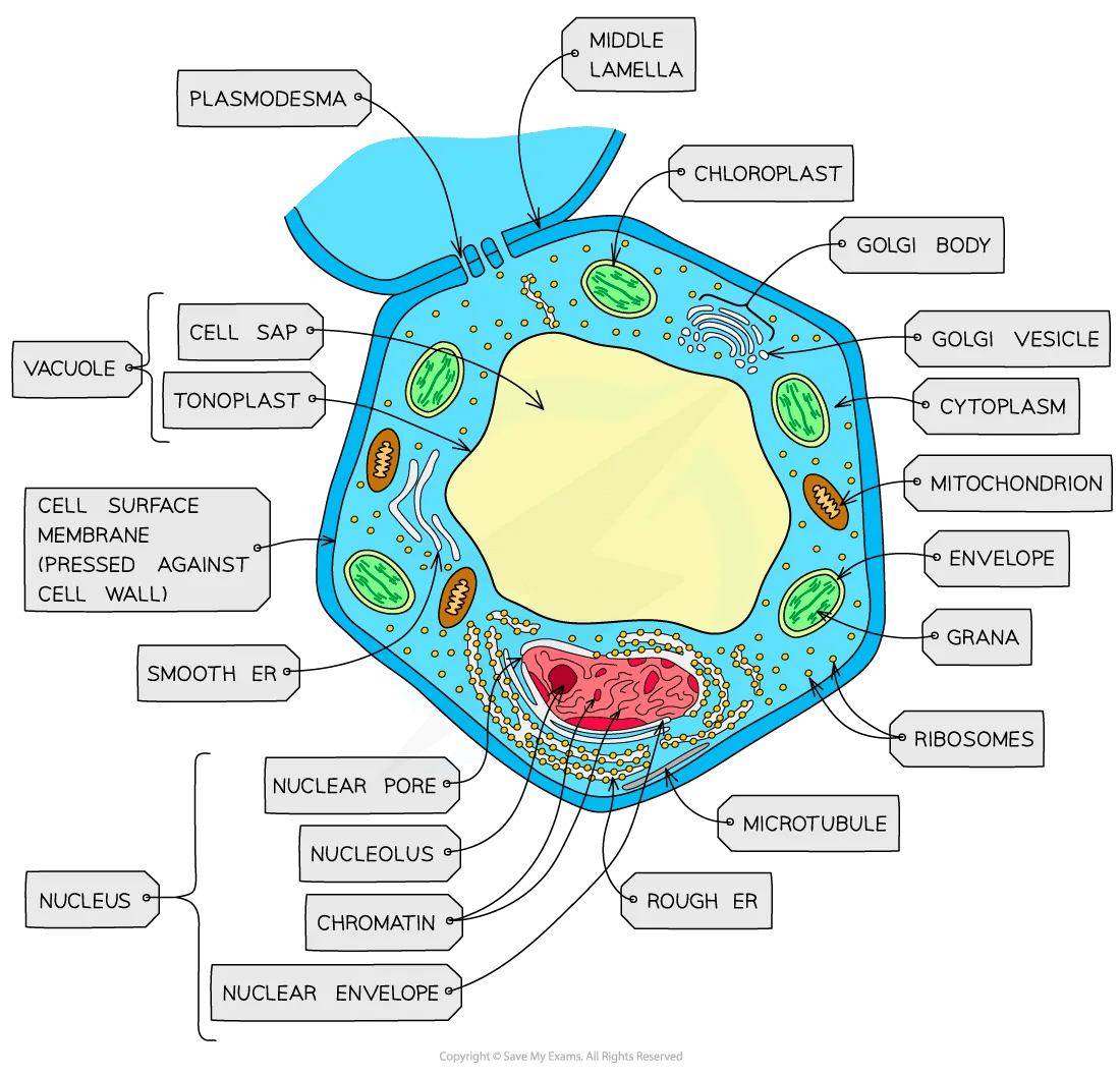 plant-cell-diagram