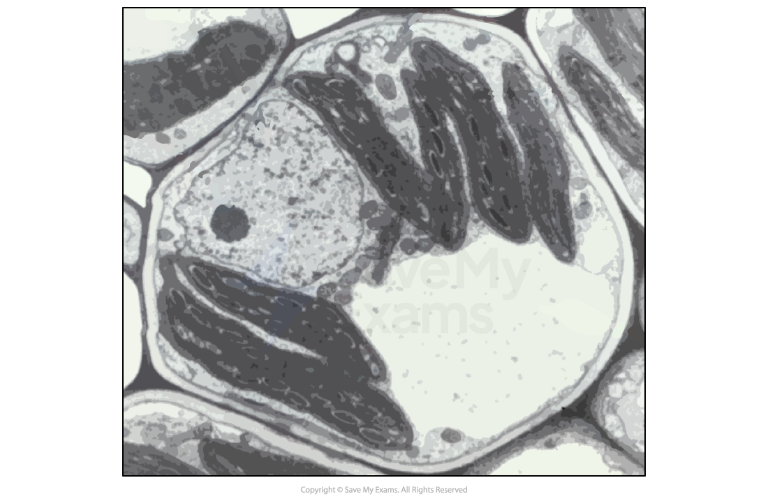 plant-cell-electron-micrograhp-image