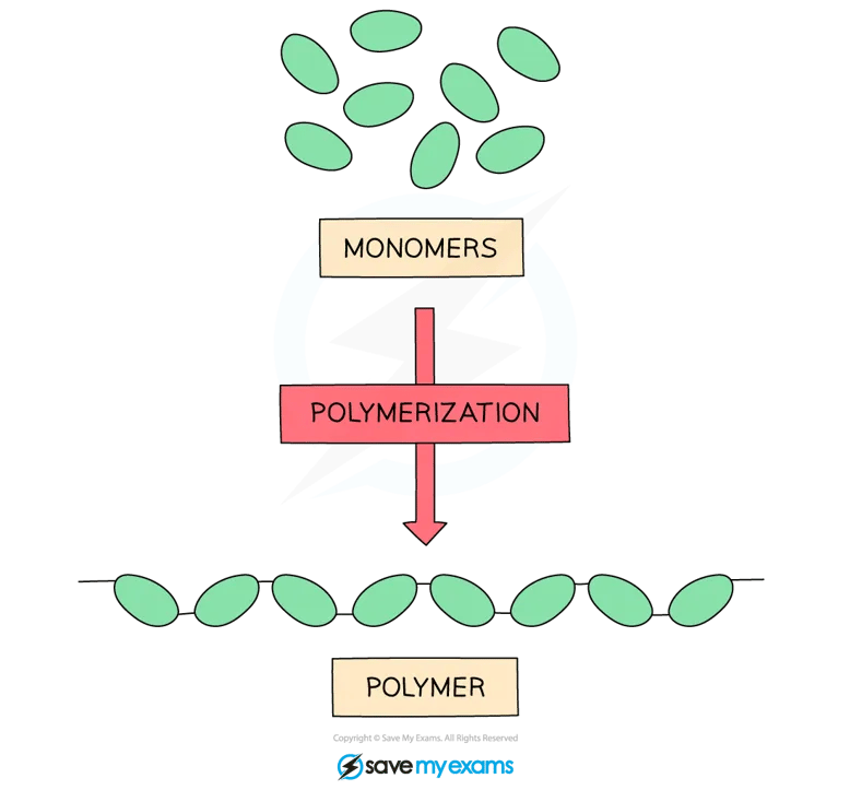 Monomers forming polymers 