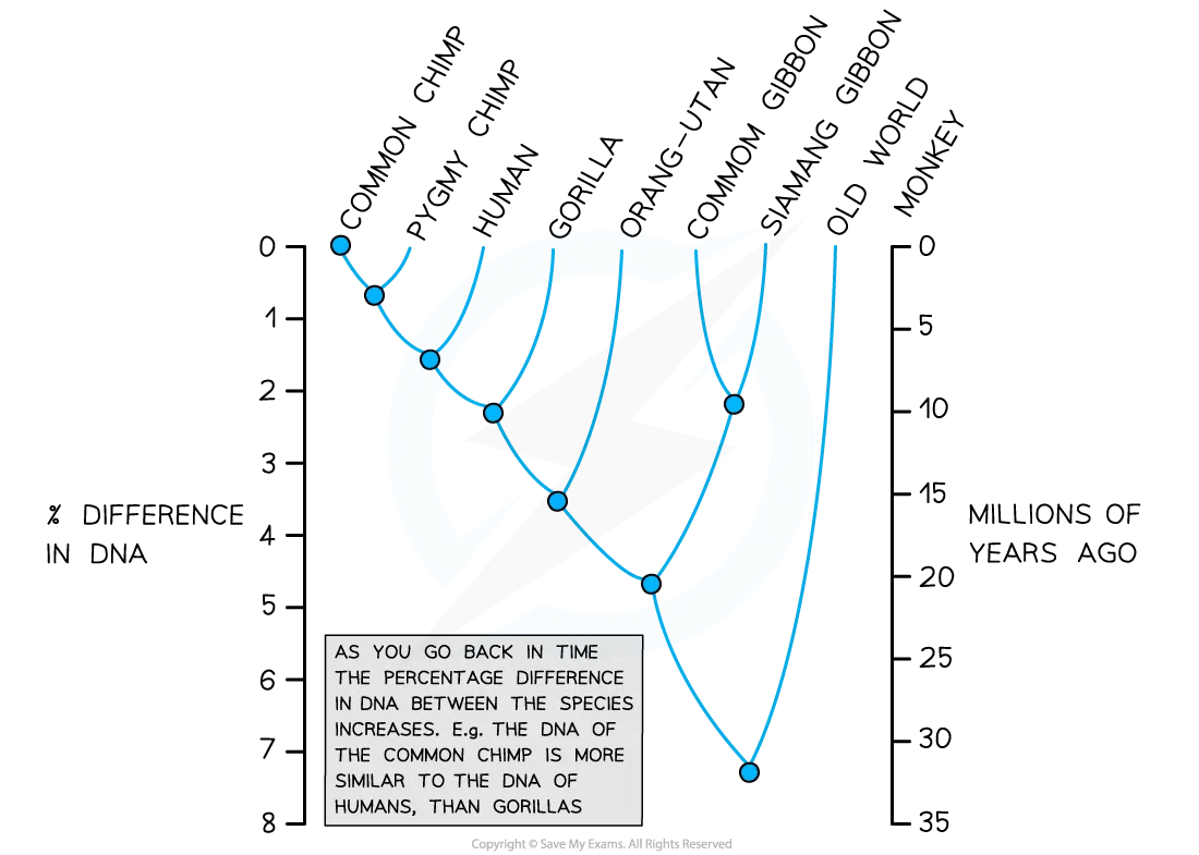 A phylogenetic tree that shows relationships between primate species