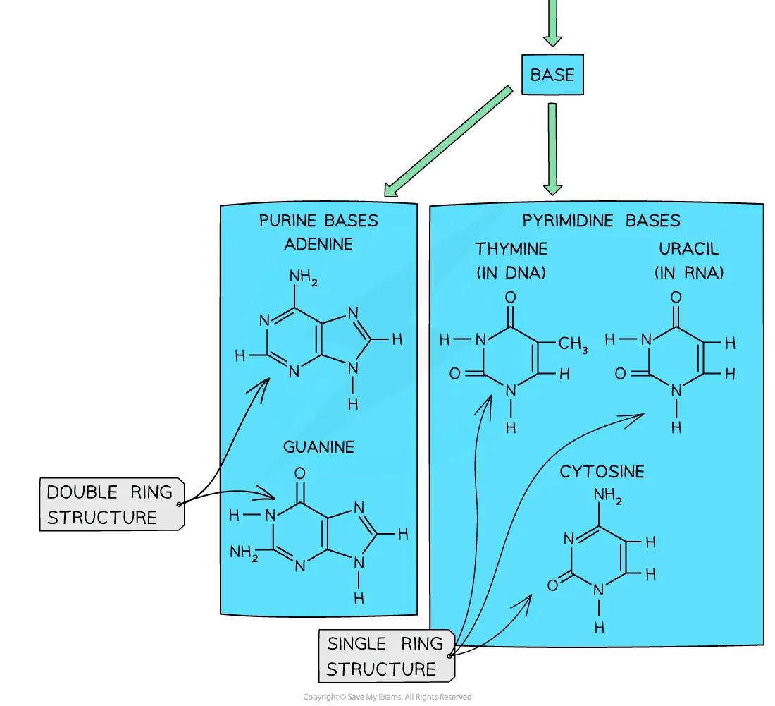 Purines and pyrimidines diagram 2