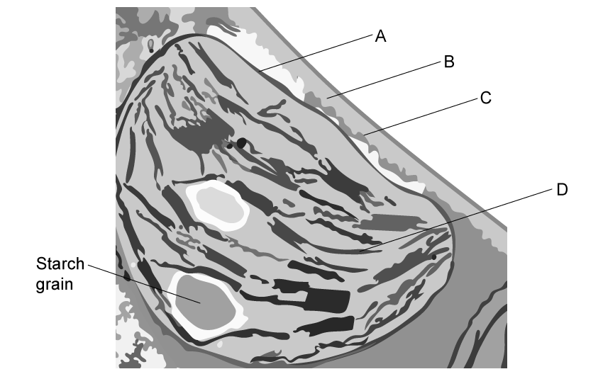 q1-1-2-cells-origin-medium-ib-hl-biology