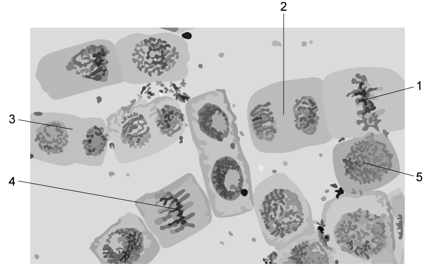 q1-1-4-cells-division-medium-ib-hl-biology