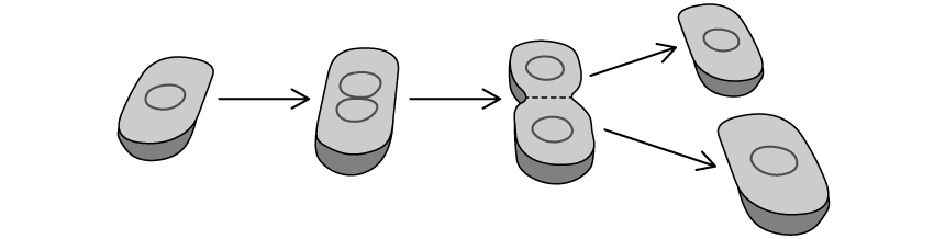 q10-1-2-cells-origin-medium-ib-hl-biology