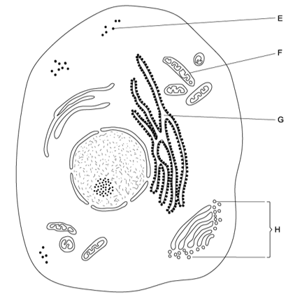 q1a-1-2-cells-origin-medium-ib-hl-biology-sq