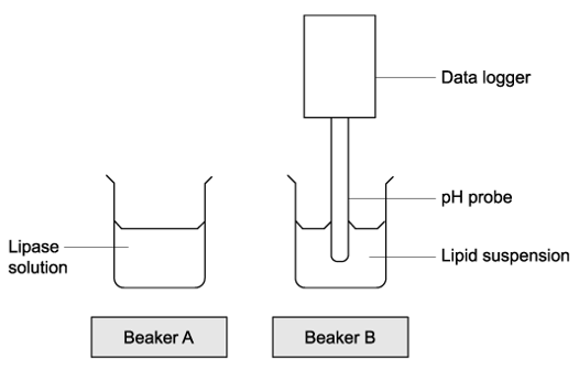 q1a-2-4-enzymes-medium-ib-hl-biology-sq