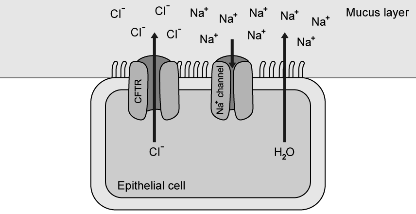 q1d-1-3-cells-membrane-medium-ib-hl-biology-sq