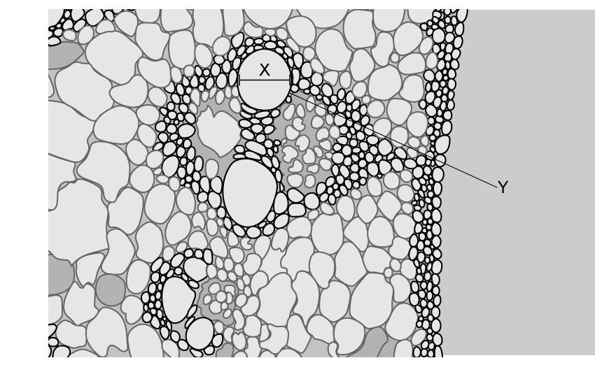 q2-1-1-cells-theory-medium-ib-hl-biology