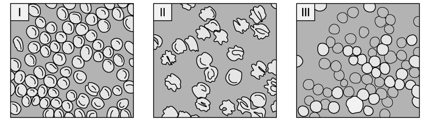 q2-1-3-cell-membrane-medium-ib-hl-biology