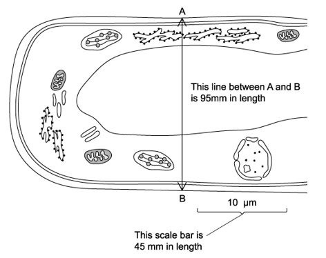 q2a-1-1-cells-theory-medium-ib-hl-biology-sq