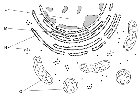 q2c-1-2-cells-origin-medium-ib-hl-biology-sq