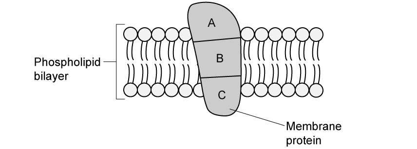 q2d-2-3-proteins-medium-ib-hl-biology-sq