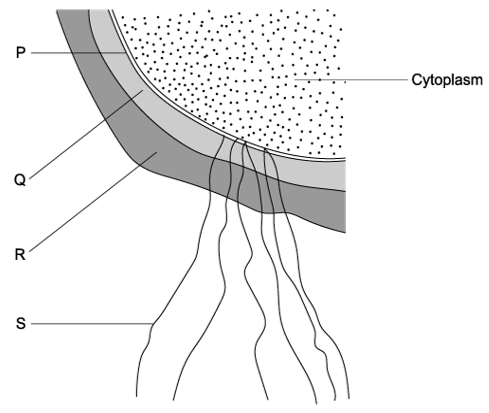 q3a-1-2-cells-origin-medium-ib-hl-biology-sq