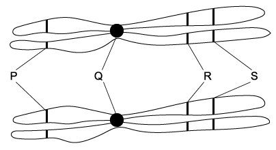 q3a-1-4-cells-division-medium-ib-hl-biology-sq