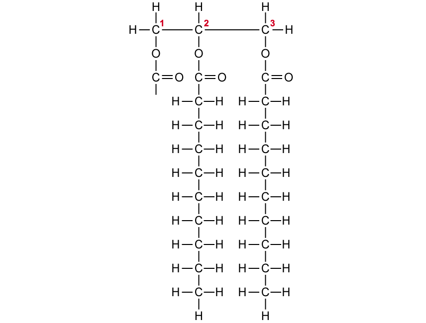 q3a-2-2-carbohydrates-lipids-medium-ib-hl-biology-sq