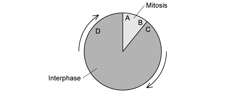 q4-1-4-cells-division-medium-ib-hl-biology