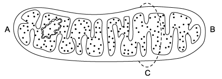 q4a-1-1-cells-theory-medium-ib-hl-biology-sq