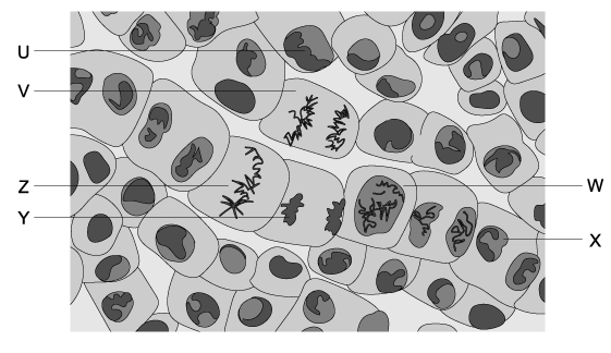 q4a-1-4-cells-division-medium-ib-hl-biology-sq