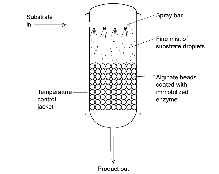 q4b-2-4-enzymes-medium-ib-hl-biology-sq