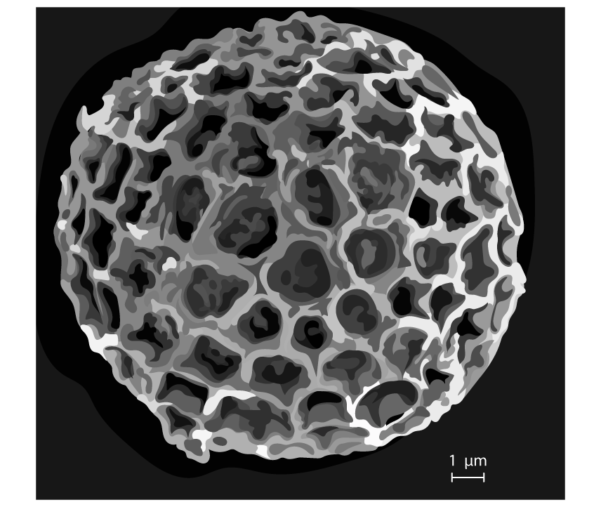 q4c-1-2-cells-origin-medium-ib-hl-biology-sq