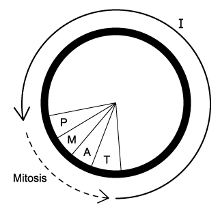 q4d-1-4-cells-division-medium-ib-hl-biology-sq