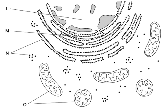 q5a-1-2-cells-origin-medium-ib-hl-biology-sq