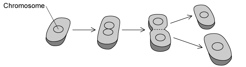 q5b-1-2-cells-origin-medium-ib-hl-biology-sq