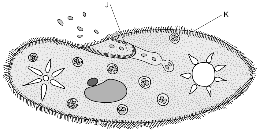 q8-1-1-cells-theory-medium-ib-hl-biology