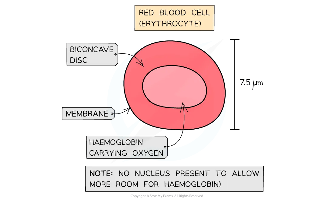 red-blood-cell-diagram