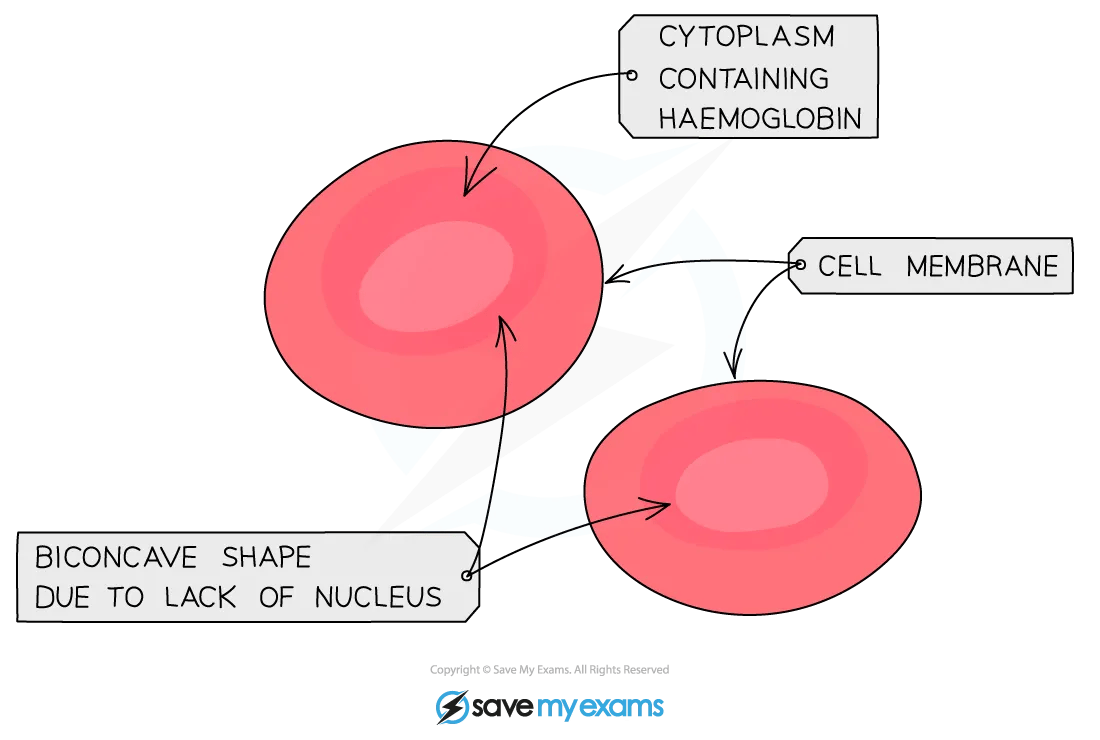 red-blood-cells-diagram