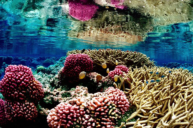 reef-building-corals-photograph