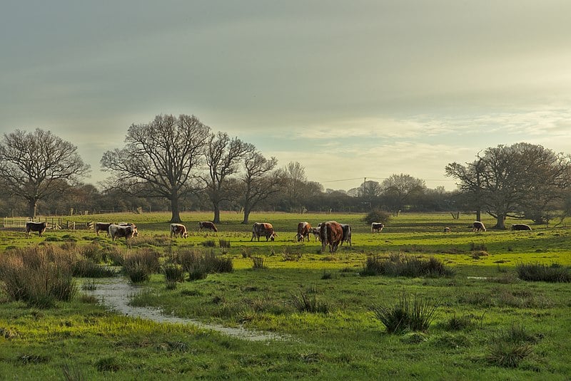 Cattle in the rewilding project at the Knepp estate, UK