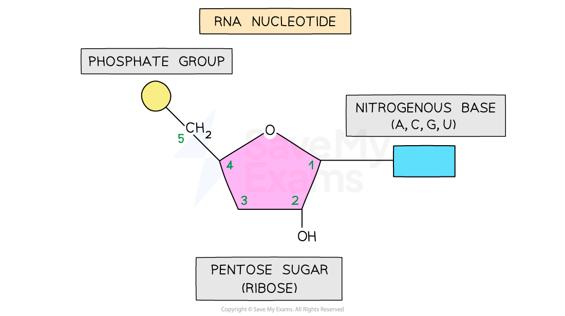 RNA nucleotide diagram