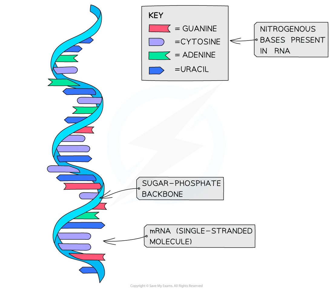 RNA structure diagram